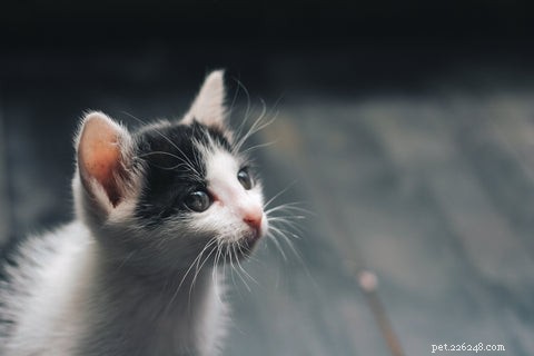 Welcome Your New Kitten: A Guide to the First Day and Beyond
