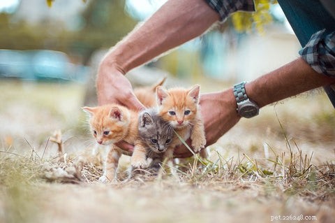 Welcome Your New Kitten: A Guide to the First Day and Beyond