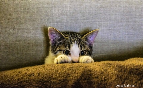Welcome Your New Kitten: A Guide to the First Day and Beyond