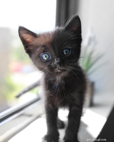 Welcome Your New Kitten: A Guide to the First Day and Beyond