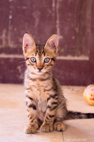 Welcome Your New Kitten: A Guide to the First Day and Beyond