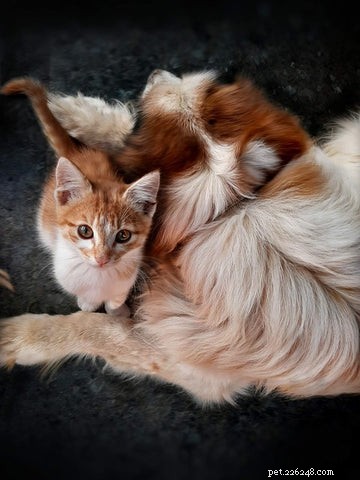 Welcome Your New Kitten: A Guide to the First Day and Beyond