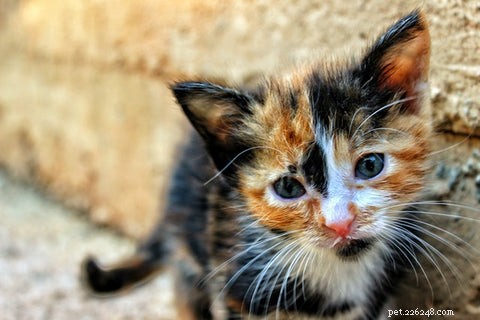 Welcome Your New Kitten: A Guide to the First Day and Beyond