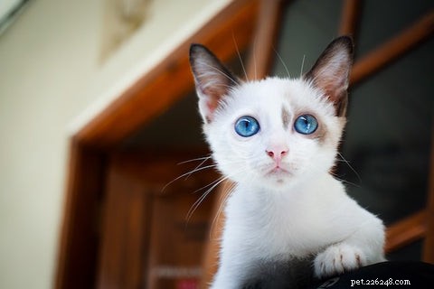 Welcome Your New Kitten: A Guide to the First Day and Beyond