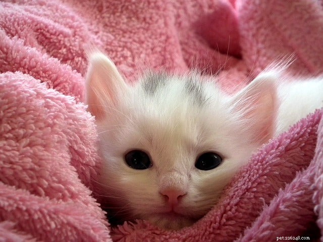 Welcome Your New Kitten: A Guide to the First Day and Beyond