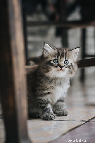 Welcome Your New Kitten: A Guide to the First Day and Beyond