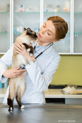 Why Is My Cat Constantly Vomiting? Causes and Solutions