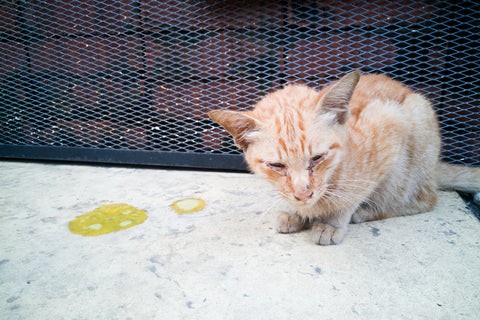 Why Is My Cat Constantly Vomiting? Causes and Solutions