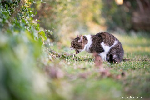 Why Is My Cat Constantly Vomiting? Causes and Solutions