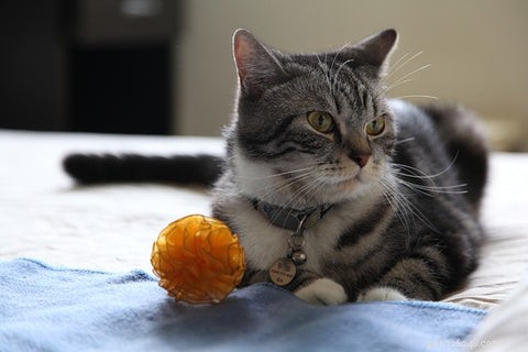 Why Is My Cat Constantly Vomiting? Causes and Solutions