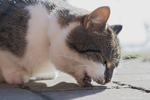 Why Is My Cat Constantly Vomiting? Causes and Solutions