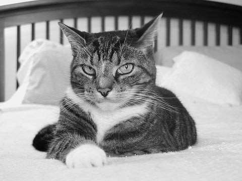 Why Do Cats Choose to Sleep With Their Owners? Insights & Tips