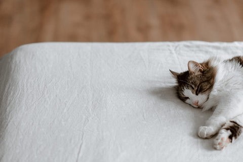Why Do Cats Choose to Sleep With Their Owners? Insights & Tips