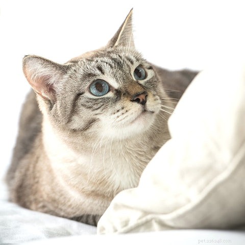 Why Do Cats Choose to Sleep With Their Owners? Insights & Tips