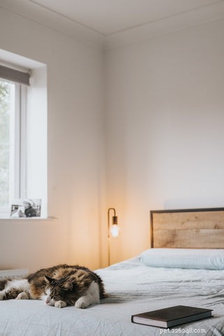 Why Do Cats Choose to Sleep With Their Owners? Insights & Tips