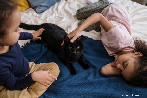 Why Do Cats Choose to Sleep With Their Owners? Insights & Tips