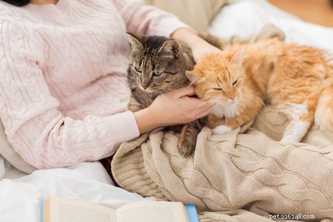 Why Do Cats Choose to Sleep With Their Owners? Insights & Tips