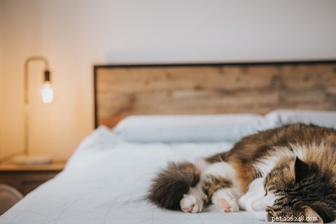 Why Do Cats Choose to Sleep With Their Owners? Insights & Tips