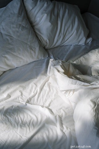 Why Do Cats Choose to Sleep With Their Owners? Insights & Tips
