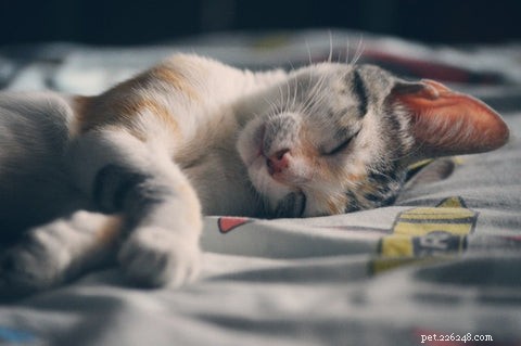 Why Do Cats Choose to Sleep With Their Owners? Insights & Tips