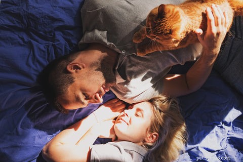 Why Do Cats Choose to Sleep With Their Owners? Insights & Tips