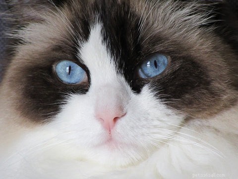 Discover the Ragdoll Cat: A Gentle, Loving Companion