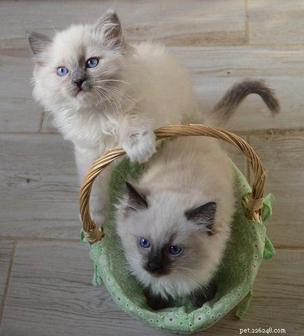 Discover the Ragdoll Cat: A Gentle, Loving Companion