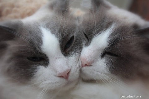 Discover the Ragdoll Cat: A Gentle, Loving Companion