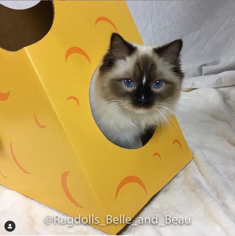 Discover the Ragdoll Cat: A Gentle, Loving Companion