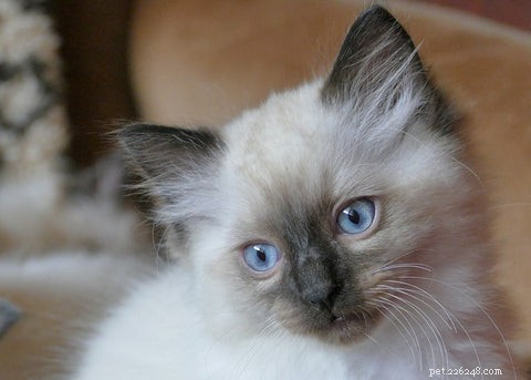 Discover the Ragdoll Cat: A Gentle, Loving Companion