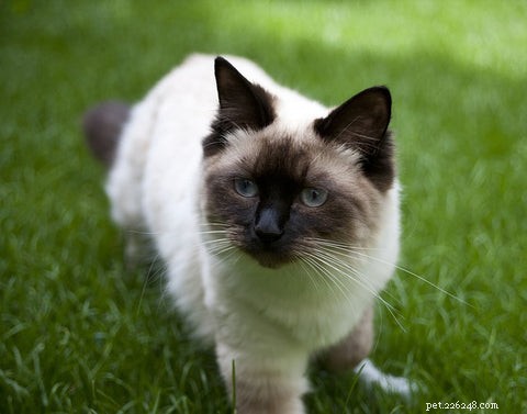 Discover the Ragdoll Cat: A Gentle, Loving Companion