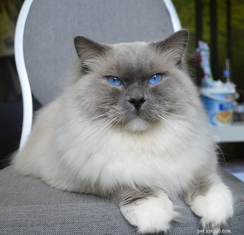 Discover the Ragdoll Cat: A Gentle, Loving Companion