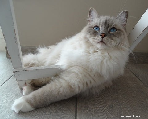 Discover the Ragdoll Cat: A Gentle, Loving Companion