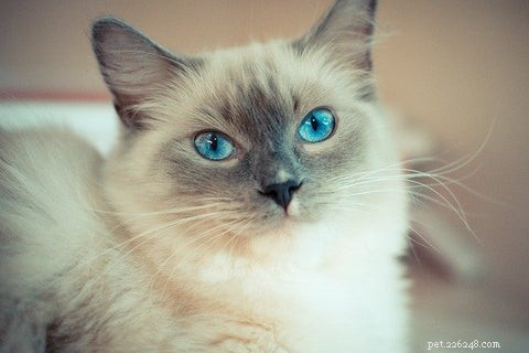 Discover the Ragdoll Cat: A Gentle, Loving Companion