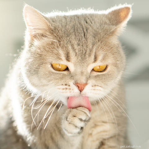 Understanding Cat Hairballs: Causes, Prevention, and Care