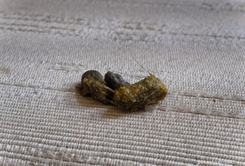 Understanding Cat Hairballs: Causes, Prevention, and Care