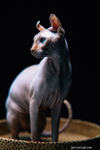 Understanding Cat Hairballs: Causes, Prevention, and Care
