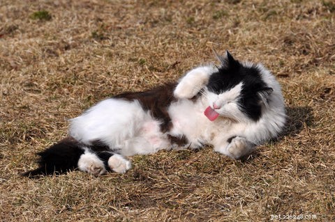 Understanding Cat Hairballs: Causes, Prevention, and Care