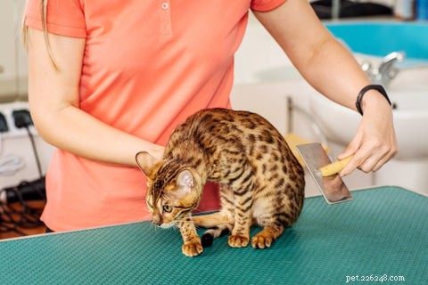 Understanding Cat Hairballs: Causes, Prevention, and Care