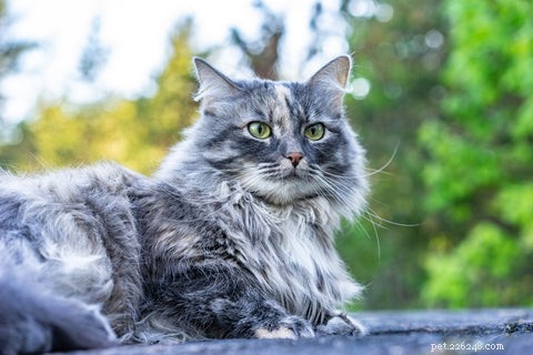 Understanding Cat Hairballs: Causes, Prevention, and Care