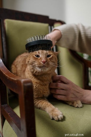 Understanding Cat Hairballs: Causes, Prevention, and Care
