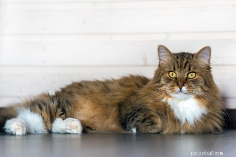 Understanding Cat Hairballs: Causes, Prevention, and Care