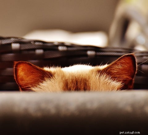 Why Cats Point Their Ears Back: Decoding Their Body Language