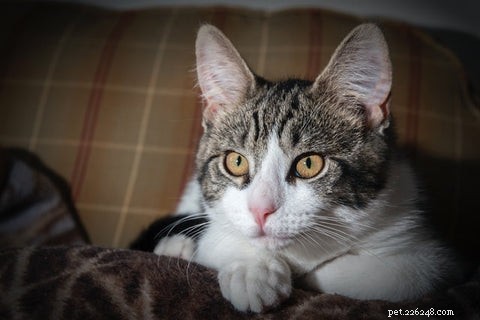 Why Cats Point Their Ears Back: Decoding Their Body Language
