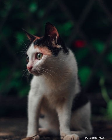 Why Cats Point Their Ears Back: Decoding Their Body Language