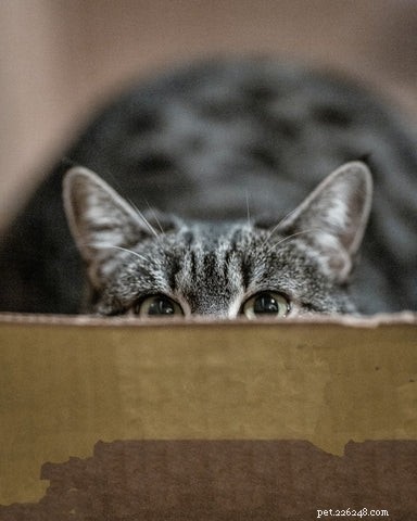 Why Cats Point Their Ears Back: Decoding Their Body Language
