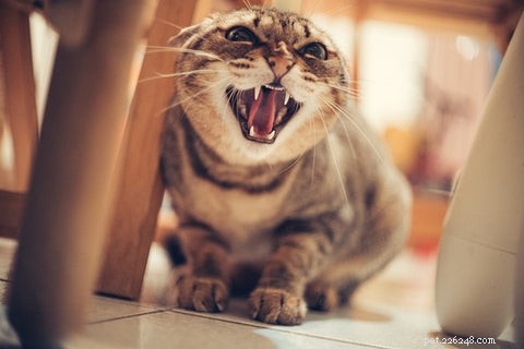 Why Cats Point Their Ears Back: Decoding Their Body Language