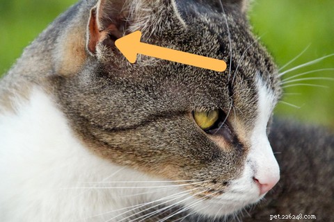 Why Cats Point Their Ears Back: Decoding Their Body Language