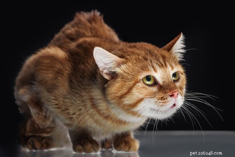Why Cats Point Their Ears Back: Decoding Their Body Language