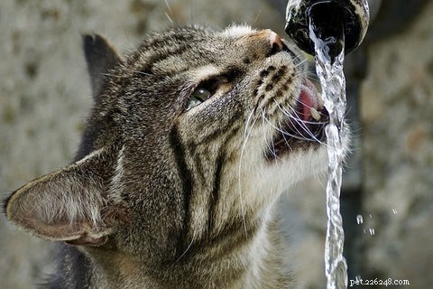 How to Get Cat Pee Out of Carpet: Proven, Quick Cleaning Guide